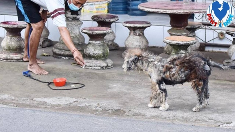 Rescue Poor Dog Who is Covered in Dreadlocks, Ticks, Fleas & is Fearful Of Most People