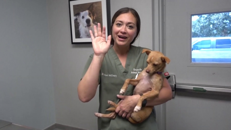 Little Pup Fighting Mange!!!