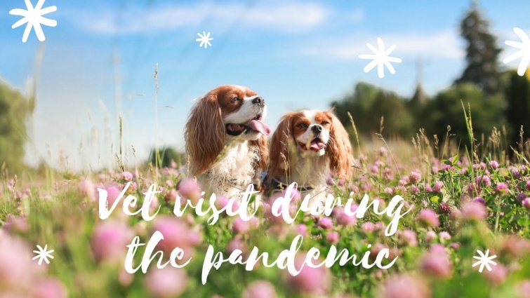 GOING TO THE VET DURING THE PANDEMIC // Cavalier King Charles Spaniel Vlog