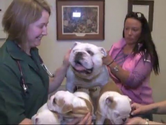 Buckeystown Veterinary Hospital, Veterinarian, Buckeystown, MD