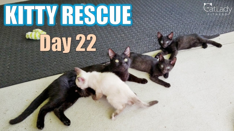 Kitty Rescue: DAY 22 (a little afternoon playtime) 😻