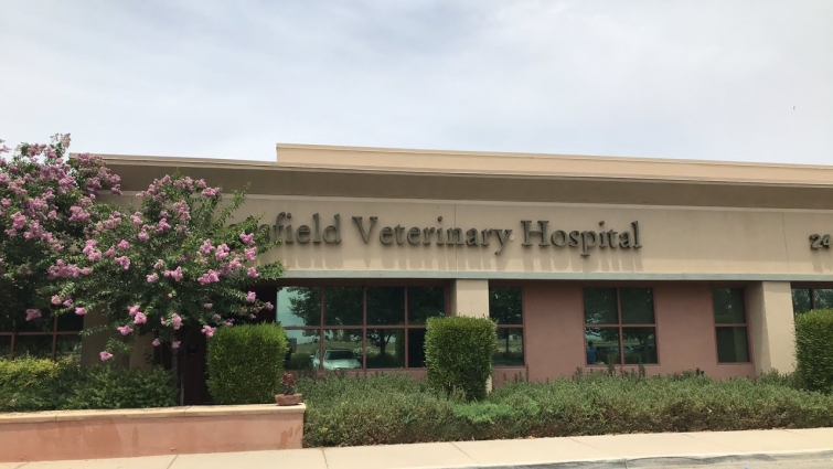 Charlie leaving the vet!