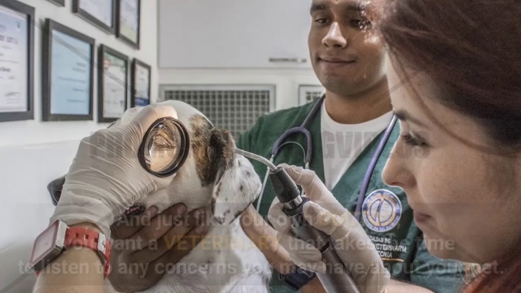 Veterinarian