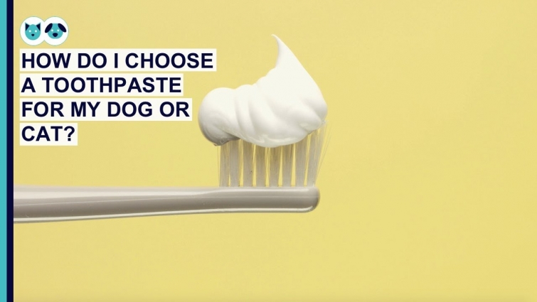 How Do I Choose a Toothpaste for My Dog or Cat? | Pet Dental Care Series