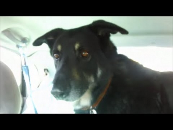 Max and Sadie ride to the Vet by RickKennedyFilms veterinarian