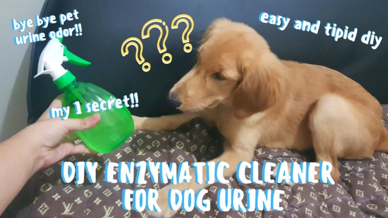 DIY ENZYMATIC CLEANER FOR DOG URINE | TANGGAL BAHO AT SUPER TIPID NITO 🇵🇭