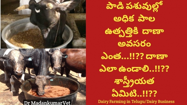 Role and Importance of Concentrate Feed in Milk Production in Buffalo and Cows | Dr. Madankumar Vet