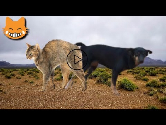 Dog Cat Meeting & Friendship & Fighting