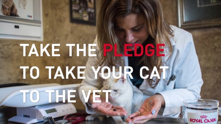 Curiosity Saved the Cat