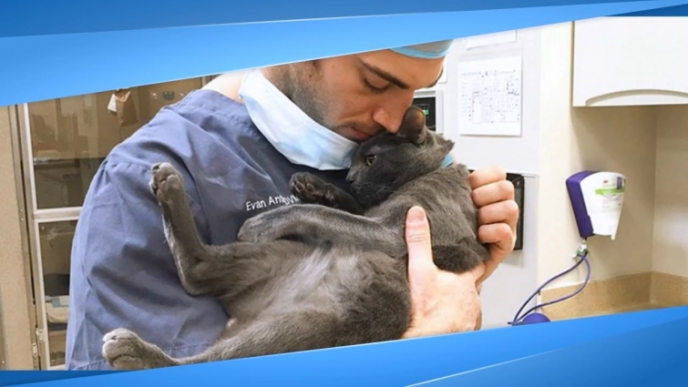 This Vet Clinic Is Seeking Someone To Just Cuddle Cats All Day