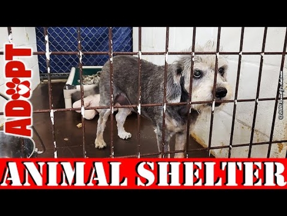 Animal Shelter Near Me / End of Fiscal Year / Special Announcement / 2020