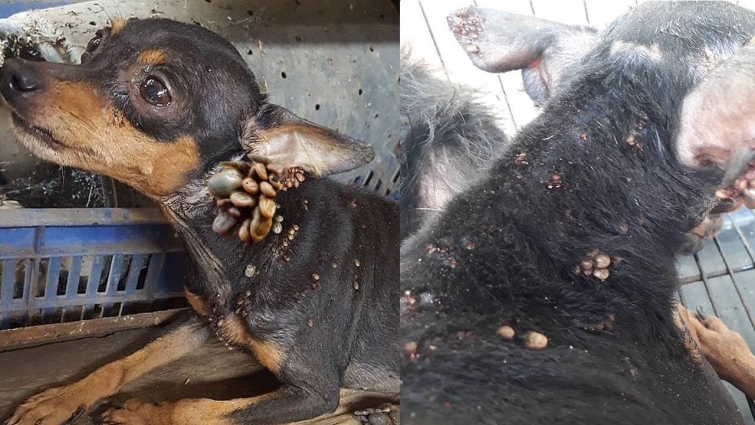 Rescue Abandoned Dog Was Cover Hundreds of Ticks For A Sad Story with a Happy Ending