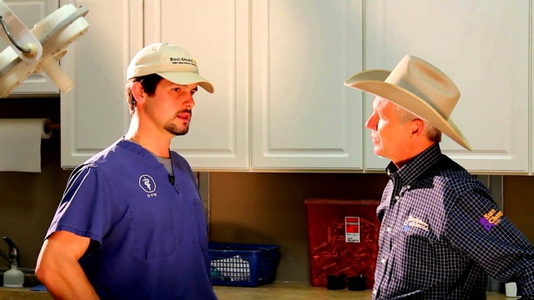 Tips from the Vet – Vaccinating Cattle