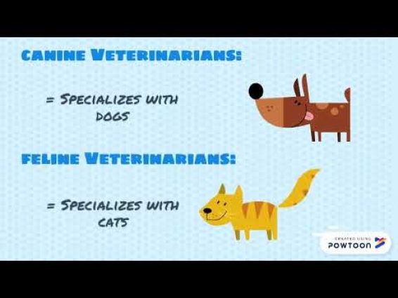 Intro: Veterinarian