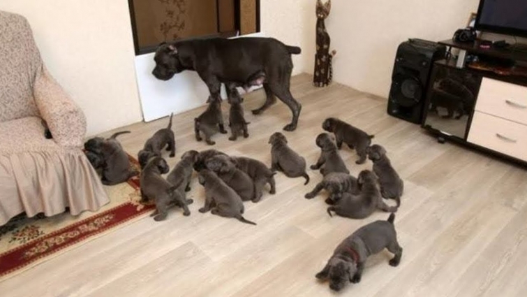 When This Dog Gave Birth, The Owner Couldn’t Believe His Eyes
