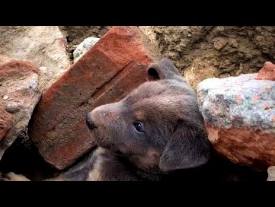 Rescue Little Puppy Trapped In The Rubble After The Earthquake