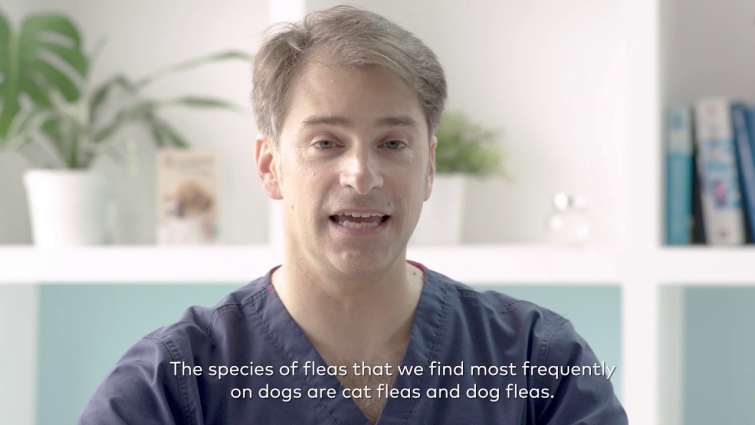 Veterinarian testimonial on flea and tick for a dog – We are family
