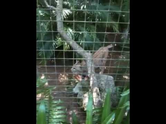 Bobcat checks Out A Cat Veterinarian