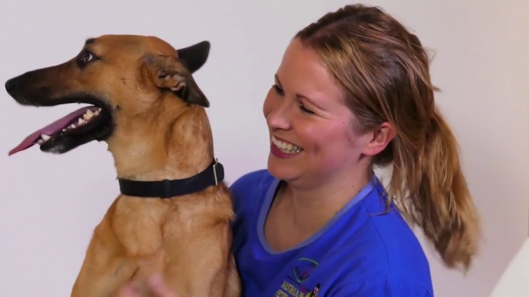 Meet the Australian Veterinary Clinic