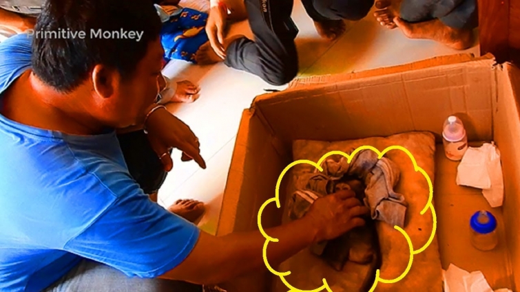 Listening To Expert Veterinarian Expanding How Lori Wound Recur, How To Use Medicine!