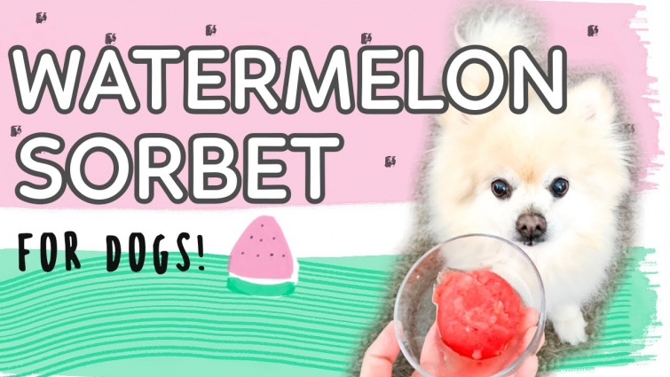 Watermelon Sorbet For Dogs // DIY At Home Frozen Dog Treat Recipe