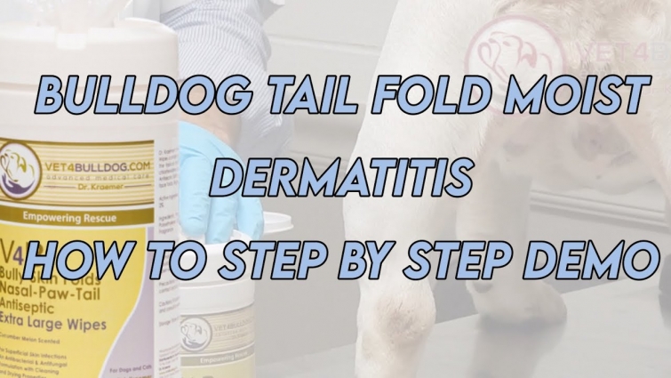 Bulldog Tail Fold Moist dermatitis  HOW TO Step By Step Demo || Vet4bulldog Dr.Kraemer
