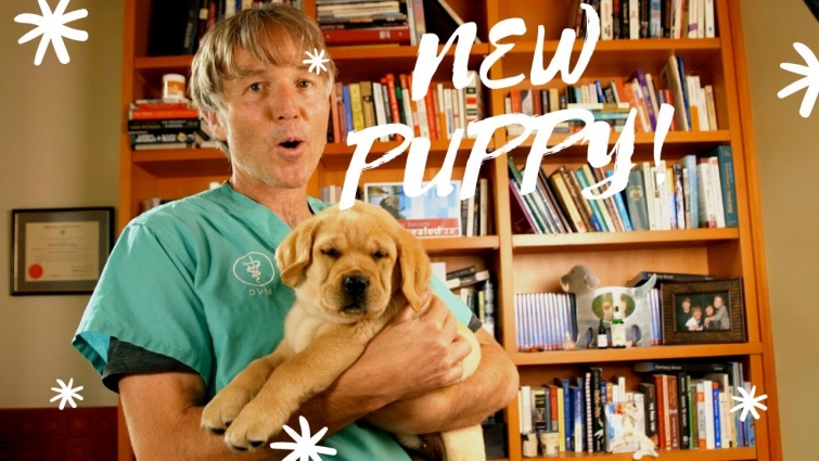 5 'Unconventional' Veterinary NEW Puppy Tips