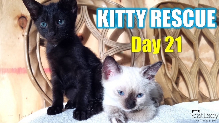 Kitty Rescue: DAY 21 (weekly weigh-in!) 😻