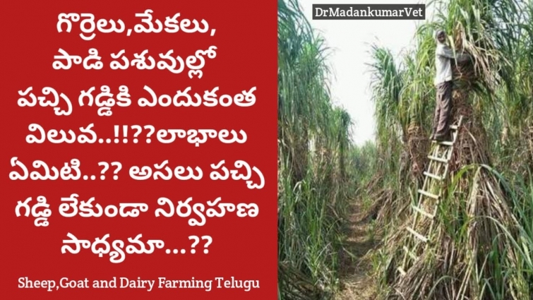 Importance of Green Fodder in Goat, sheep, Buffalo and Cow Farming Telugu | Dr. Madankumar Vet