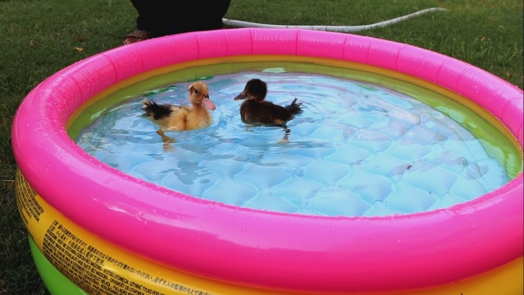 Baby Ducks in the pool || Swimming for the First Time || Ducklings || Moazzam Ali