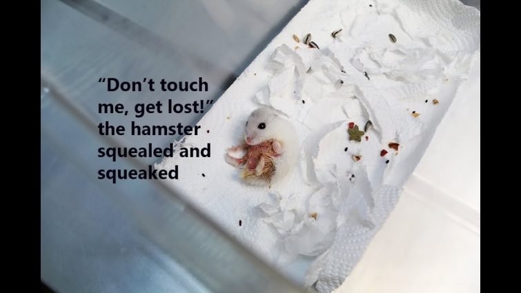 DAY 1. VENTRAL DERMATITIS. EDITED VIDEO. A dwarf hamster squeaks, squeals and bites. Part 3