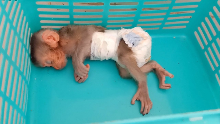 The lowest energy baby monkey Soda tiny baby pigtail monkey recently saved