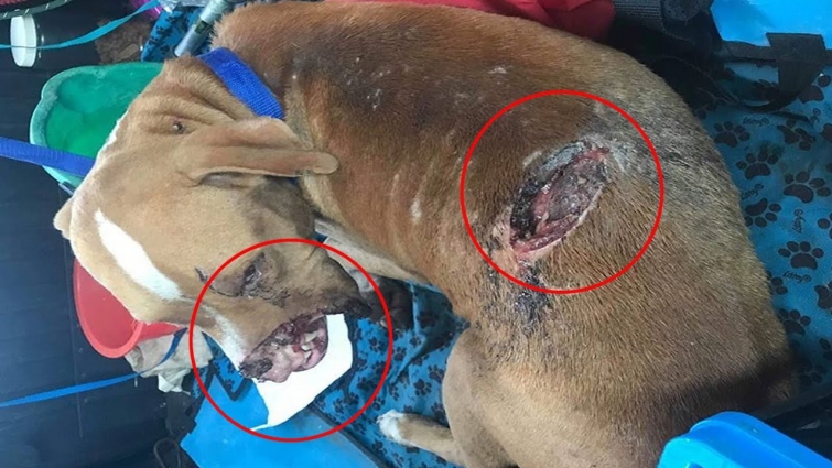 Rescue Poor Dog Was Cut Mouth by A Machete & Amazing Transformation When He Come Back