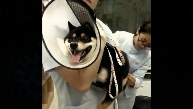 Reacting more funny dog when visiting the veterinarian | 2018
