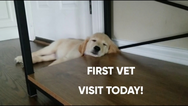 MY FIRST VET VISIT
