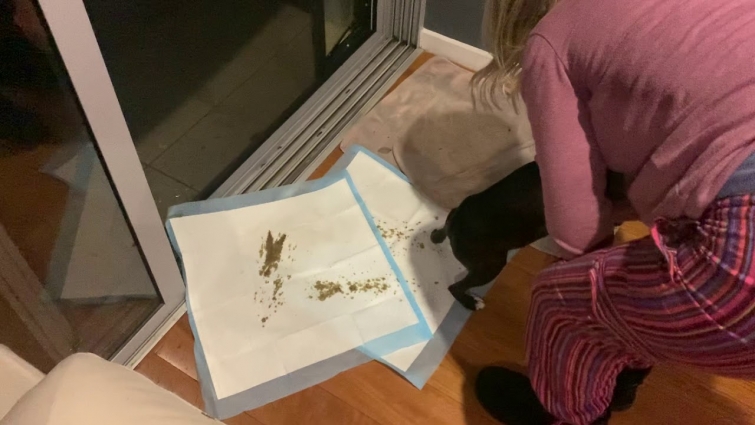 Explosive puppy diarrhoea 🐶🧨💩😂🎥