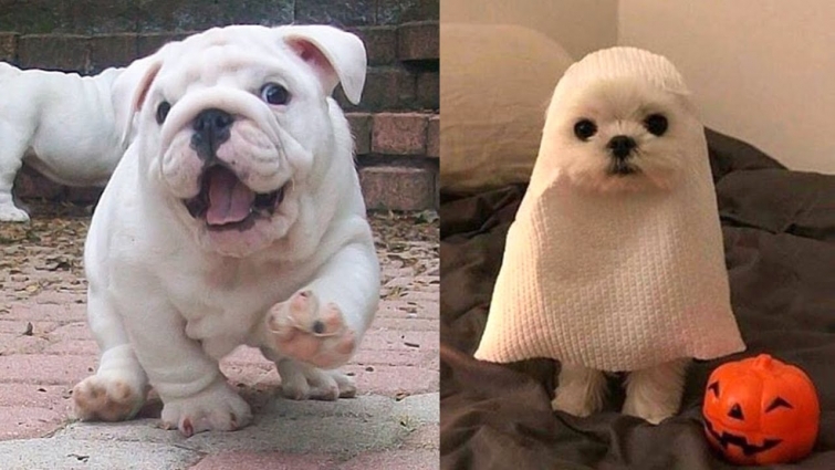 😍 Cute Puppies Doing Funny Things 2020 😍 Cute Dog Videos