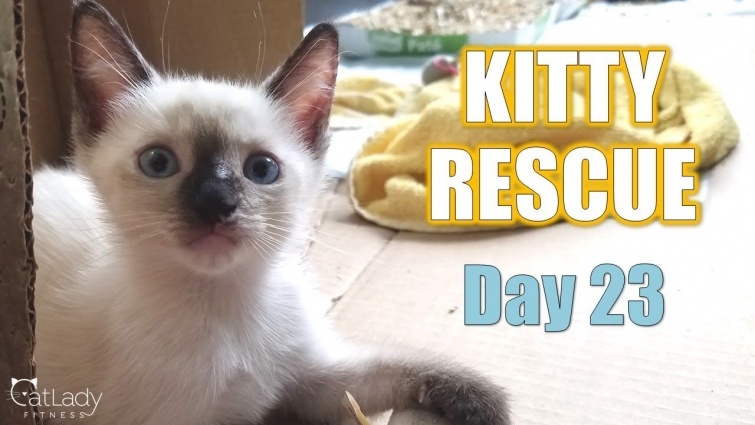 Kitty Rescue: DAY 23 (it's HOT outside!) 😻