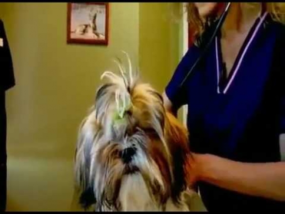 I Can Be    A Veterinarian