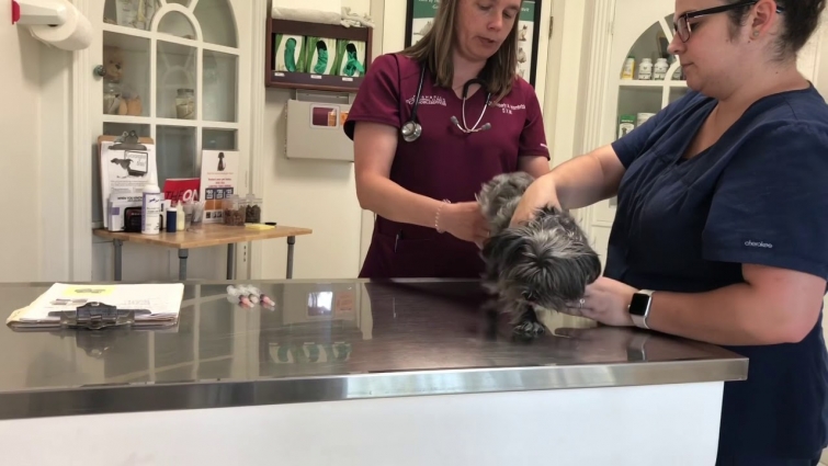 Candy’s Life #21: Yearly Shots And Checkup