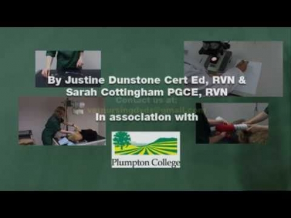 Veterinary Nursing Clinical Skills Training