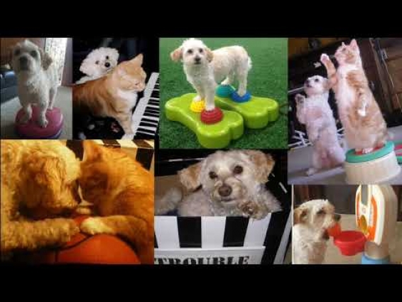 The Tao Of Dog: 2018 AVMA Bustad Companion Animal Veterinarian of the Year Lecture