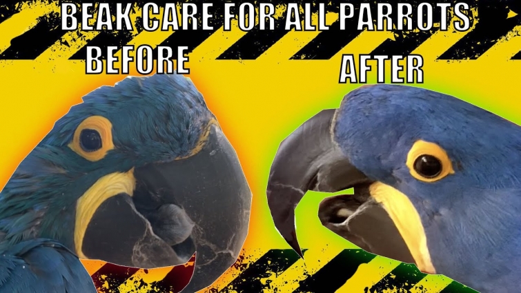 HOW TO DO PROPER BEAK AND NAIL CARE FOR YOUR PARROT OR MACAW BIRD! *at home-free- no stress -no vet*