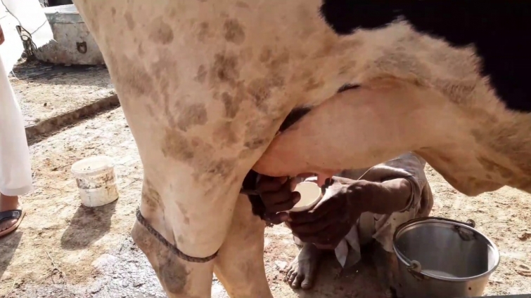 Surf Field Mastitis Test || California Mastitis Test || Vet Dr. Moazzam Ali