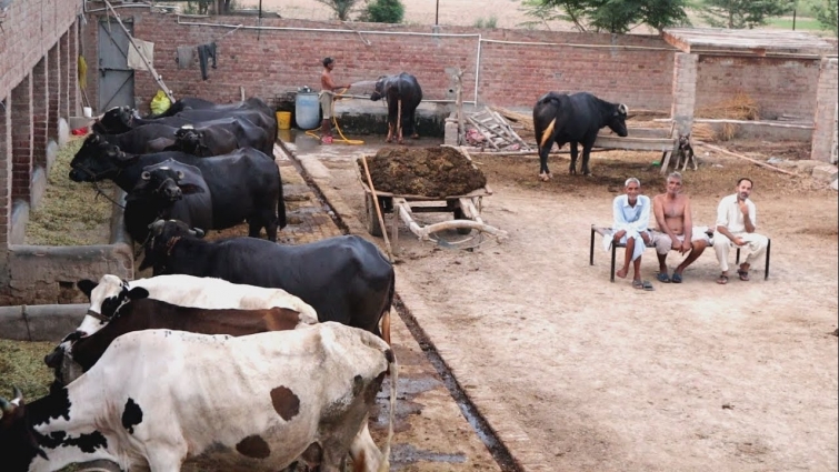 Visit to a Dairy Farm || Video shot from canon m50 || Moazzam Ali