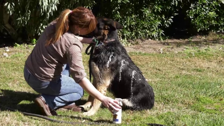 Veterinarian Melinda Mayfield-Davis On the Benefits of Vetericyn FoamCare Shampoo