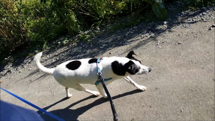 Mud at the Vet – 2020-06-26