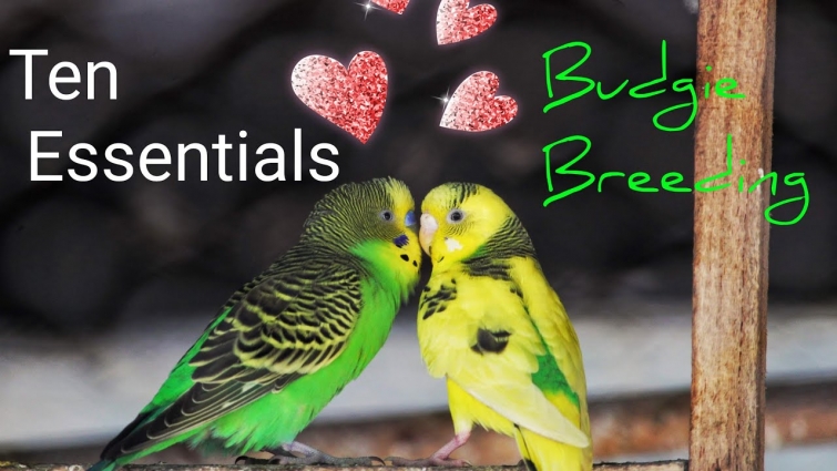 Ten Essential Things: Budgie Breeding