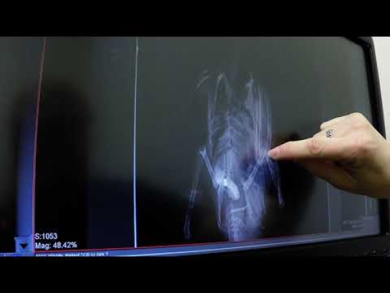 Veterinarian is shocked to find bullets in injured duck