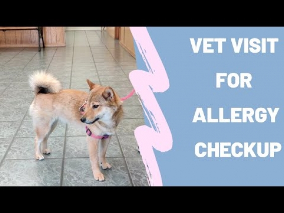 Shiba Inu Blanca visited the Vet for her allergy